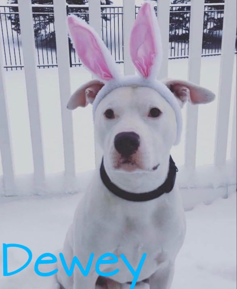 Dewey, an adoptable American Staffordshire Terrier, Labrador Retriever in Plainfield, IL, 60544 | Photo Image 3