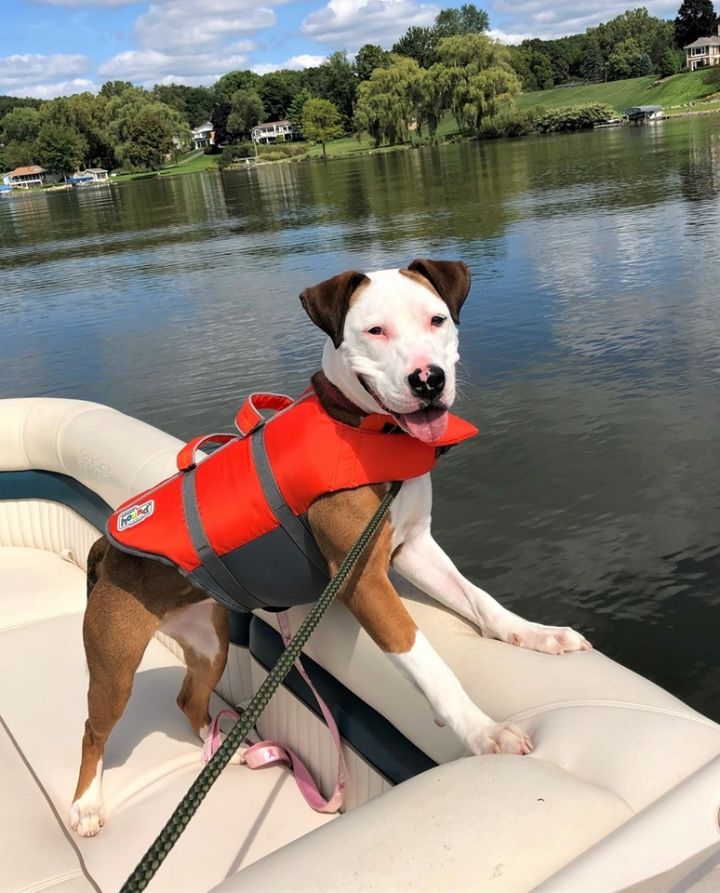 Jessie, an adoptable Terrier Mix in Lake Odessa, MI