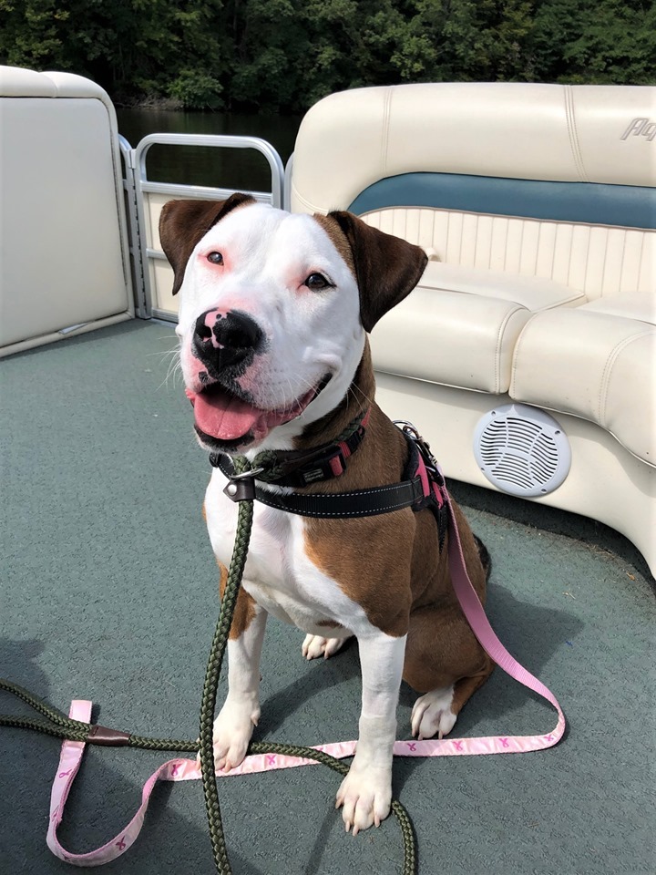 Jessie, an adoptable Terrier Mix in Lake Odessa, MI