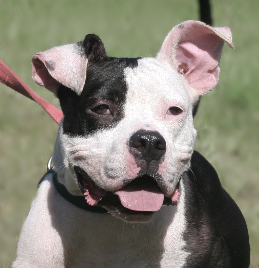 Sarah, an adoptable Pit Bull Terrier in North Fort Myers, FL, 33917 | Photo Image 2