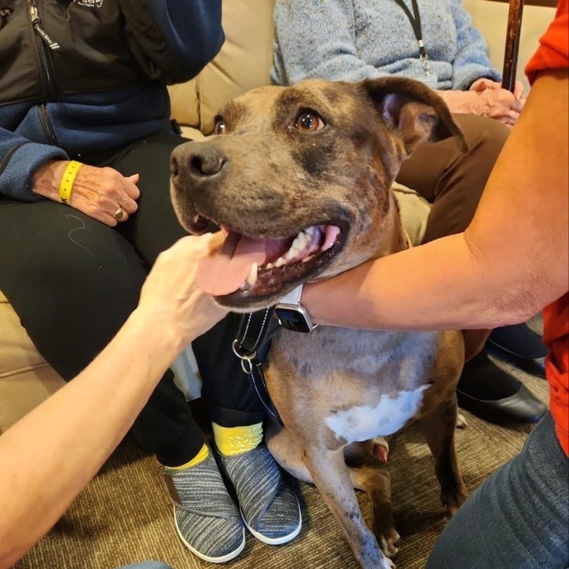 Bronco (Available/In foster and not at shelter), an adoptable Catahoula Leopard Dog in Elyria, OH, 44035 | Photo Image 2