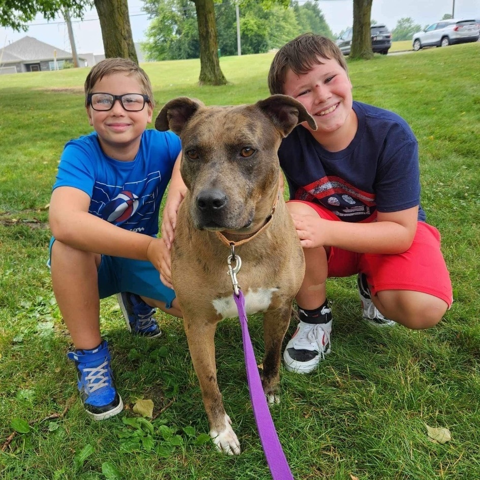 Bronco (Available/In foster and not at shelter), an adoptable Catahoula Leopard Dog in Elyria, OH, 44035 | Photo Image 1