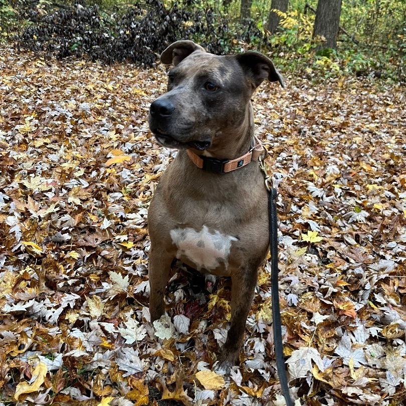 Bronco (Available/In foster and not at shelter), an adoptable Catahoula Leopard Dog in Elyria, OH, 44035 | Photo Image 6