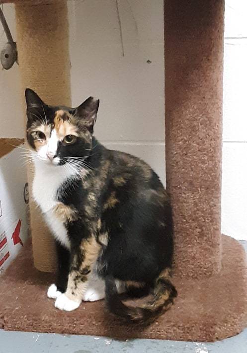Cat For Adoption Doughnut A Domestic Short Hair Domestic