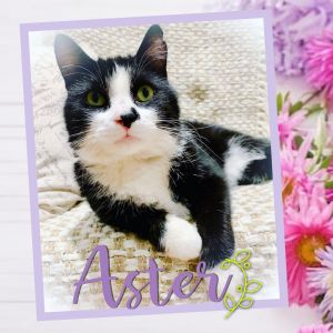 Cat For Adoption Aster A Domestic Short Hair Mix In New