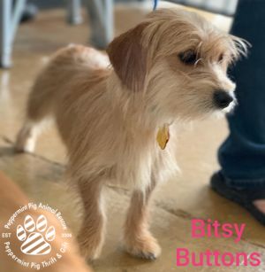 Bitsy Buttons ADOPTION PENDING