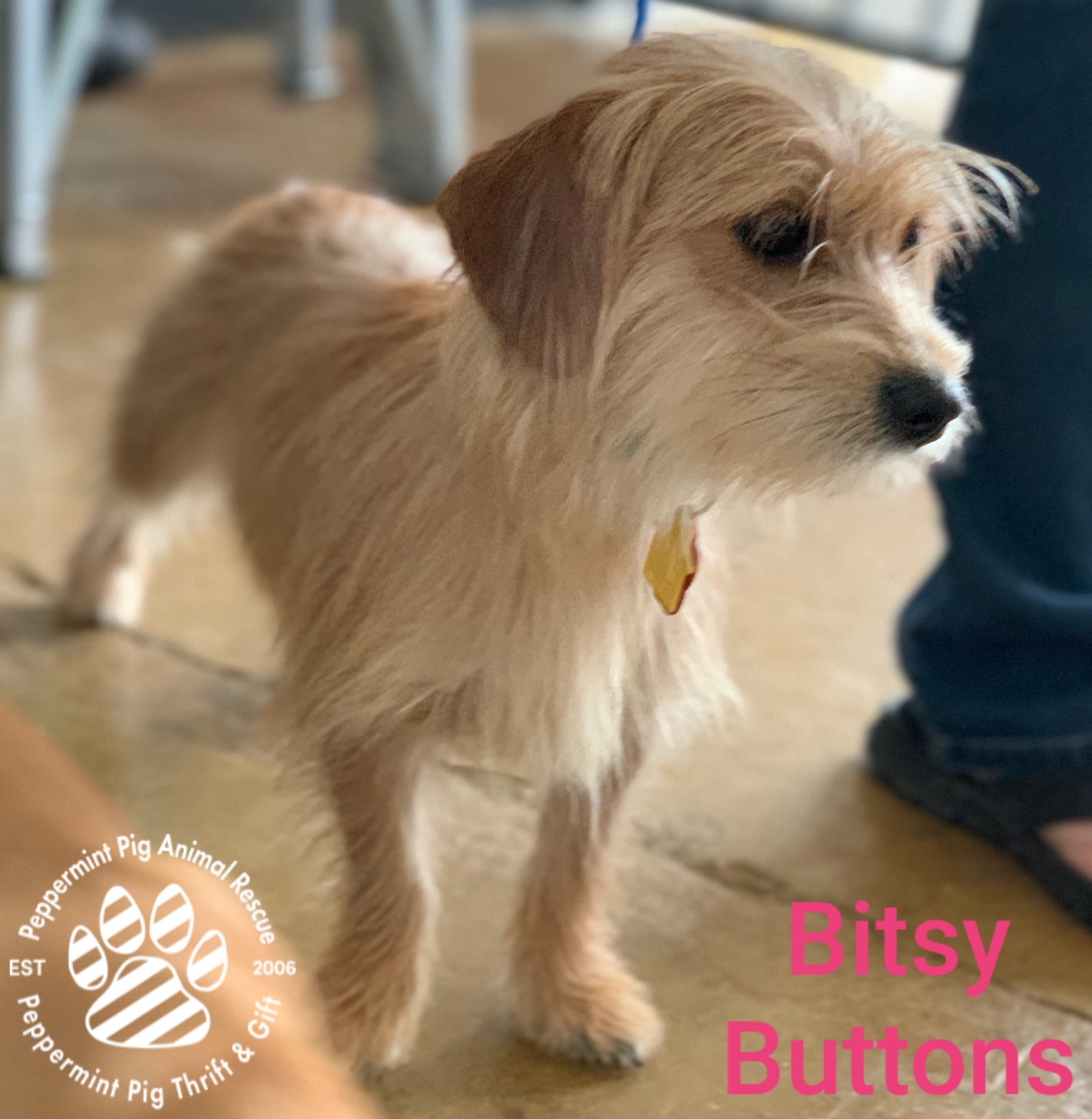 Bitsy Buttons Adoption Pending detail page