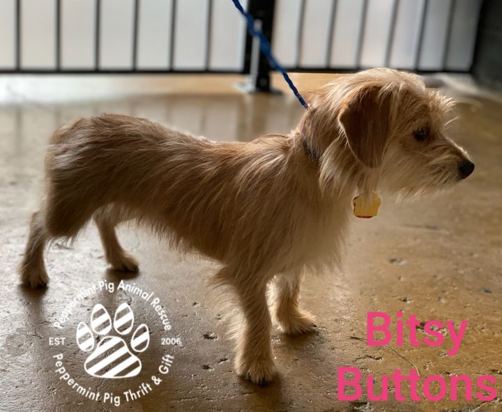Bitsy Buttons ADOPTION PENDING 3