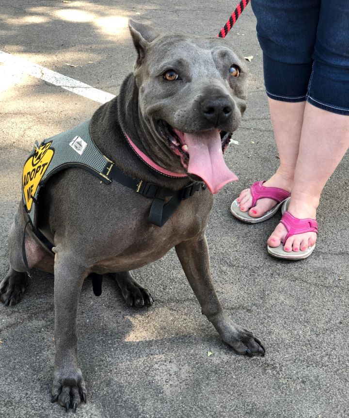 Dog For Adoption Missy A Cane Corso Pit Bull Terrier