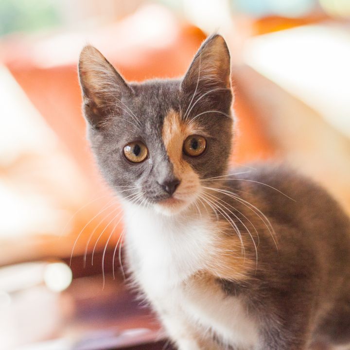Harley Quinn, an adopted Calico in Ponte Vedra, FL_image-1