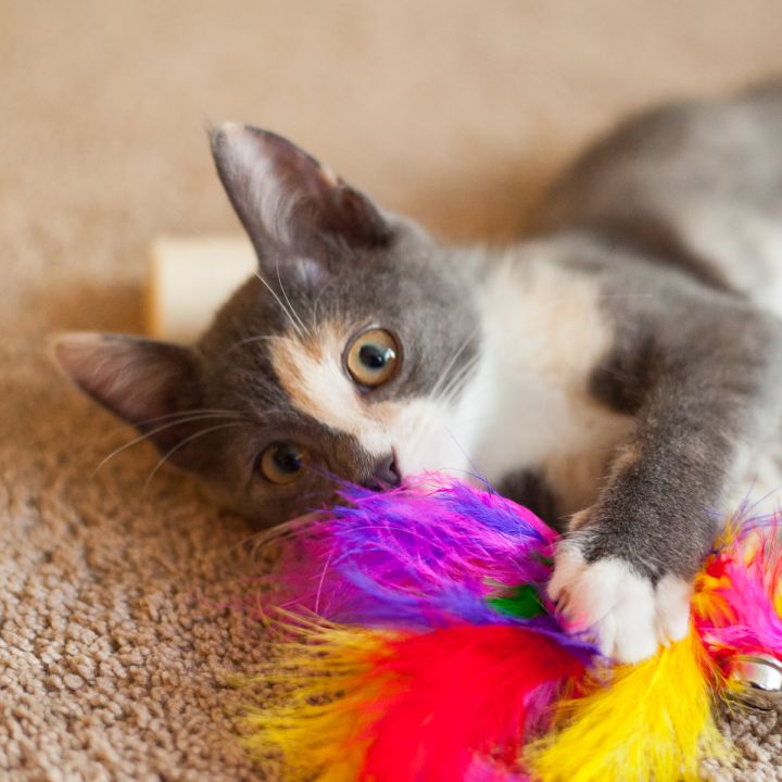 Harley Quinn, an adopted Calico in Ponte Vedra, FL_image-3