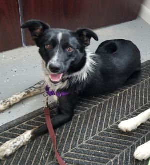 Andie Faith (Courtest Listing-Dog is NOT at the Shelter)