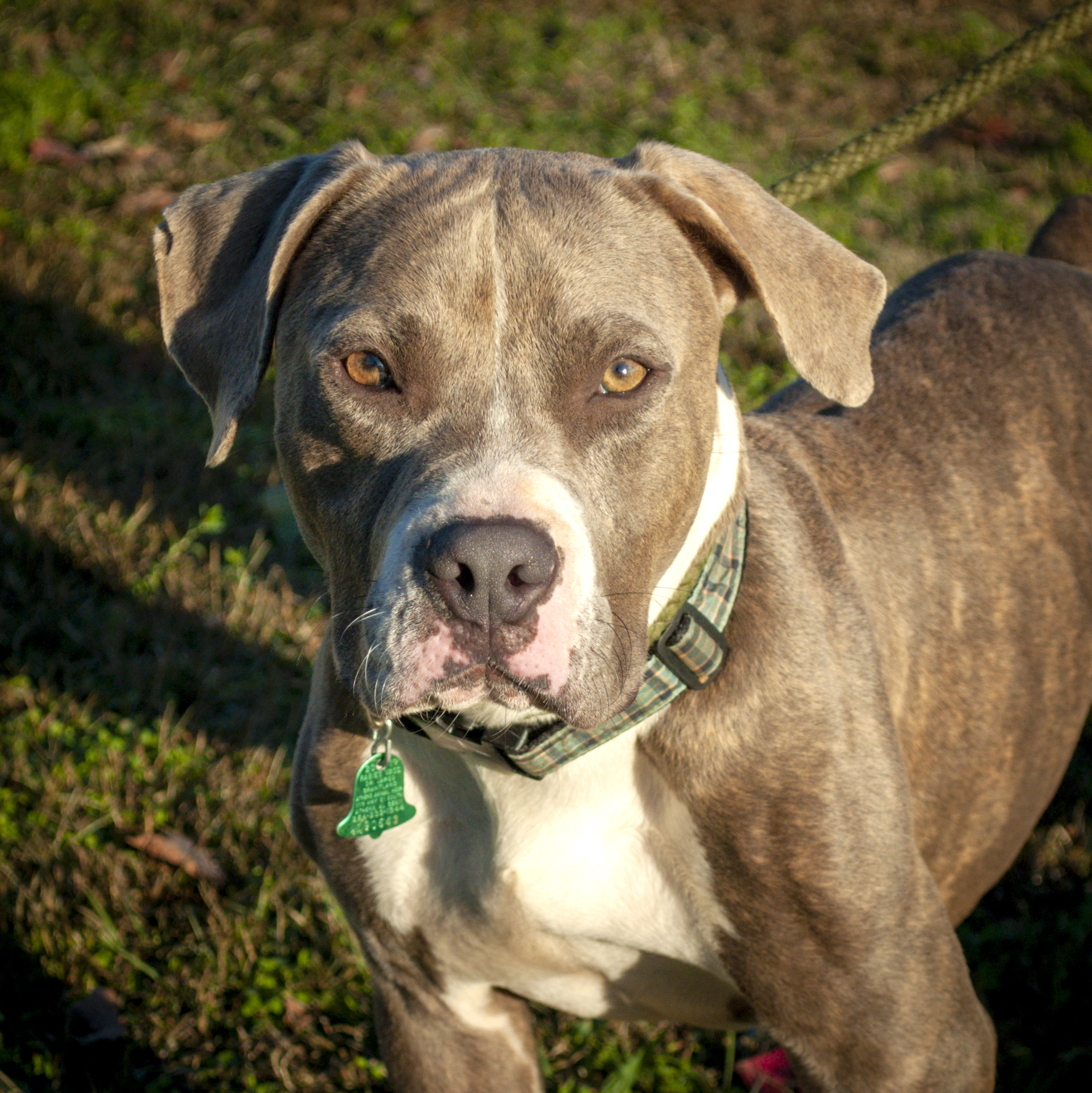 Swift, an adoptable Pit Bull Terrier in Tanner, AL, 35671 | Photo Image 3