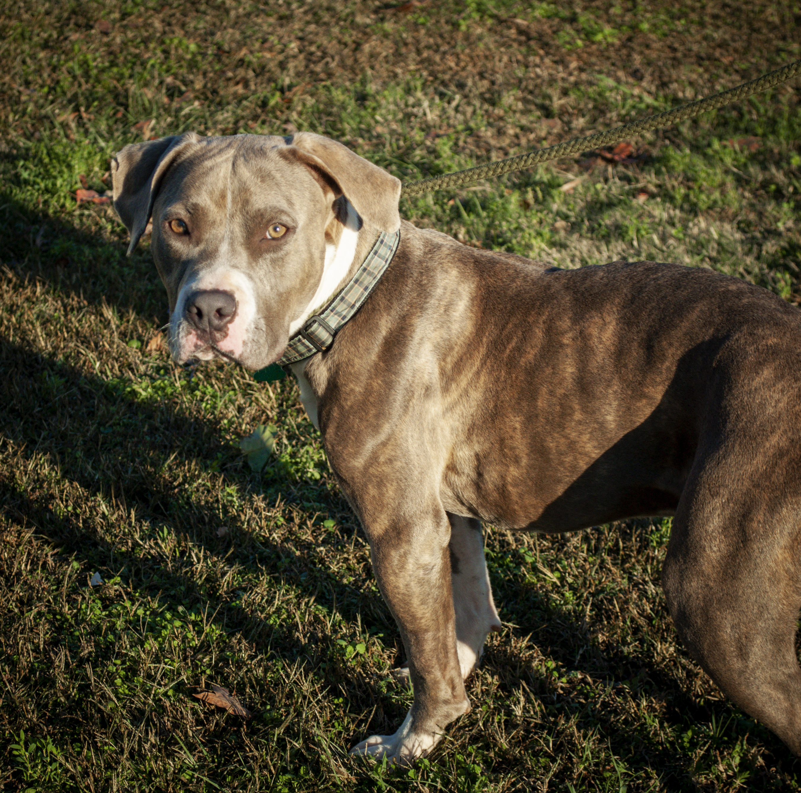 Swift, an adoptable Pit Bull Terrier in Tanner, AL, 35671 | Photo Image 4