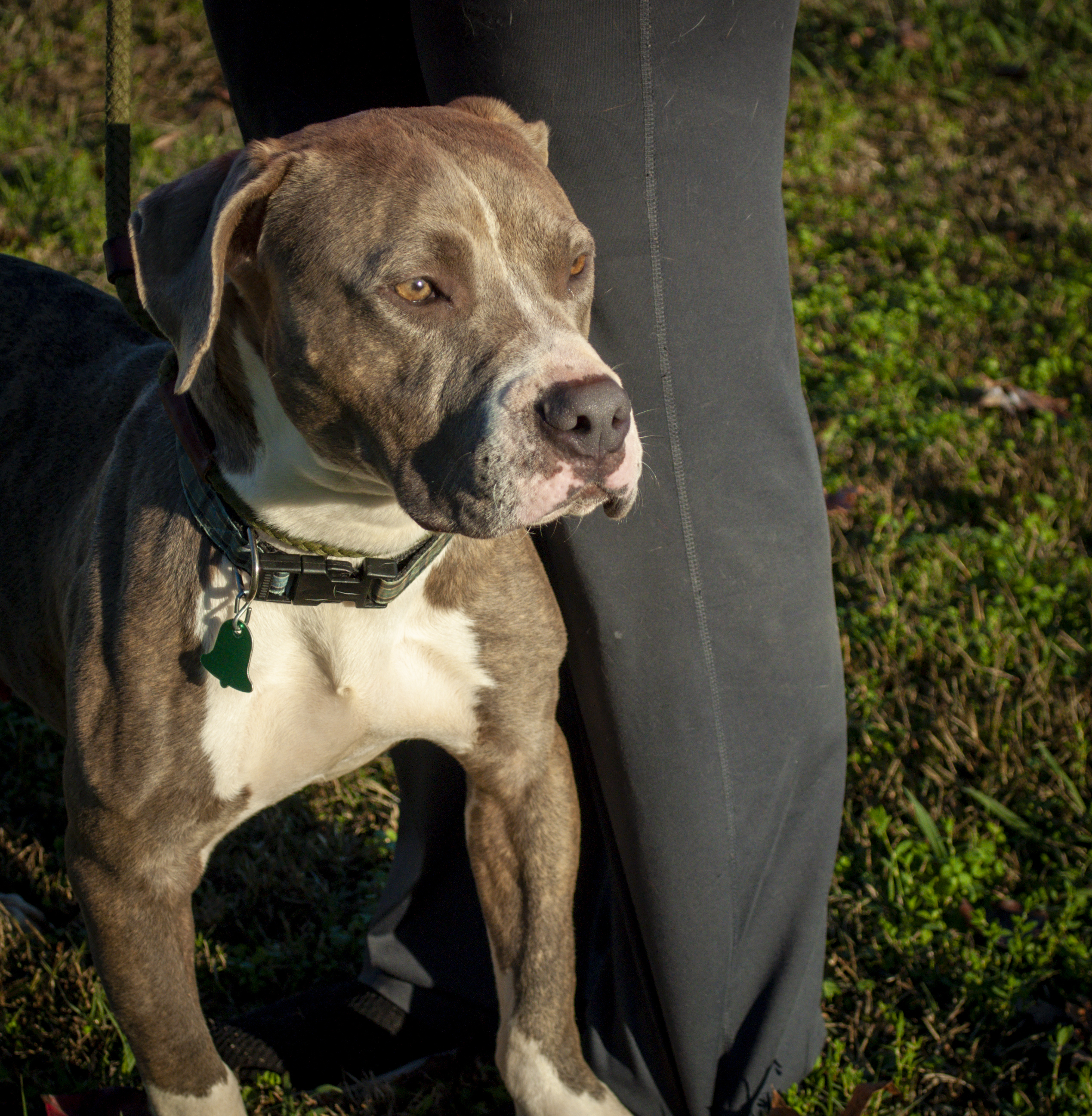 Swift, an adoptable Pit Bull Terrier in Tanner, AL, 35671 | Photo Image 5