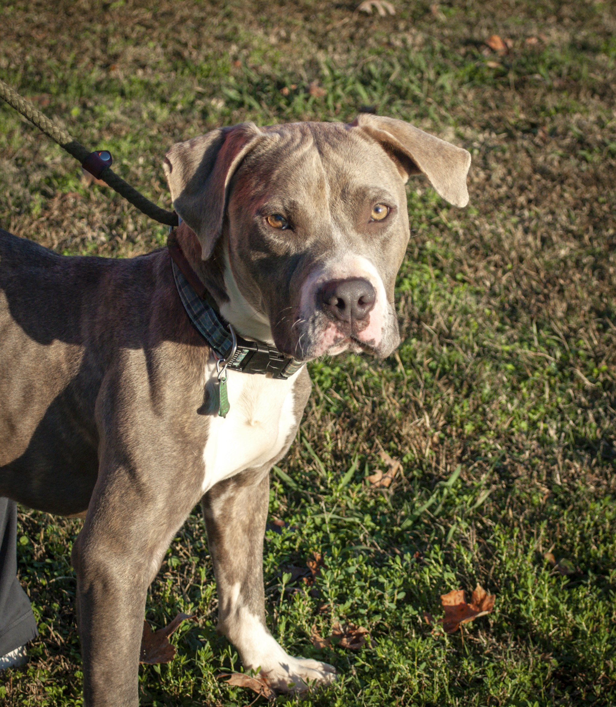 Swift, an adoptable Pit Bull Terrier in Tanner, AL, 35671 | Photo Image 1