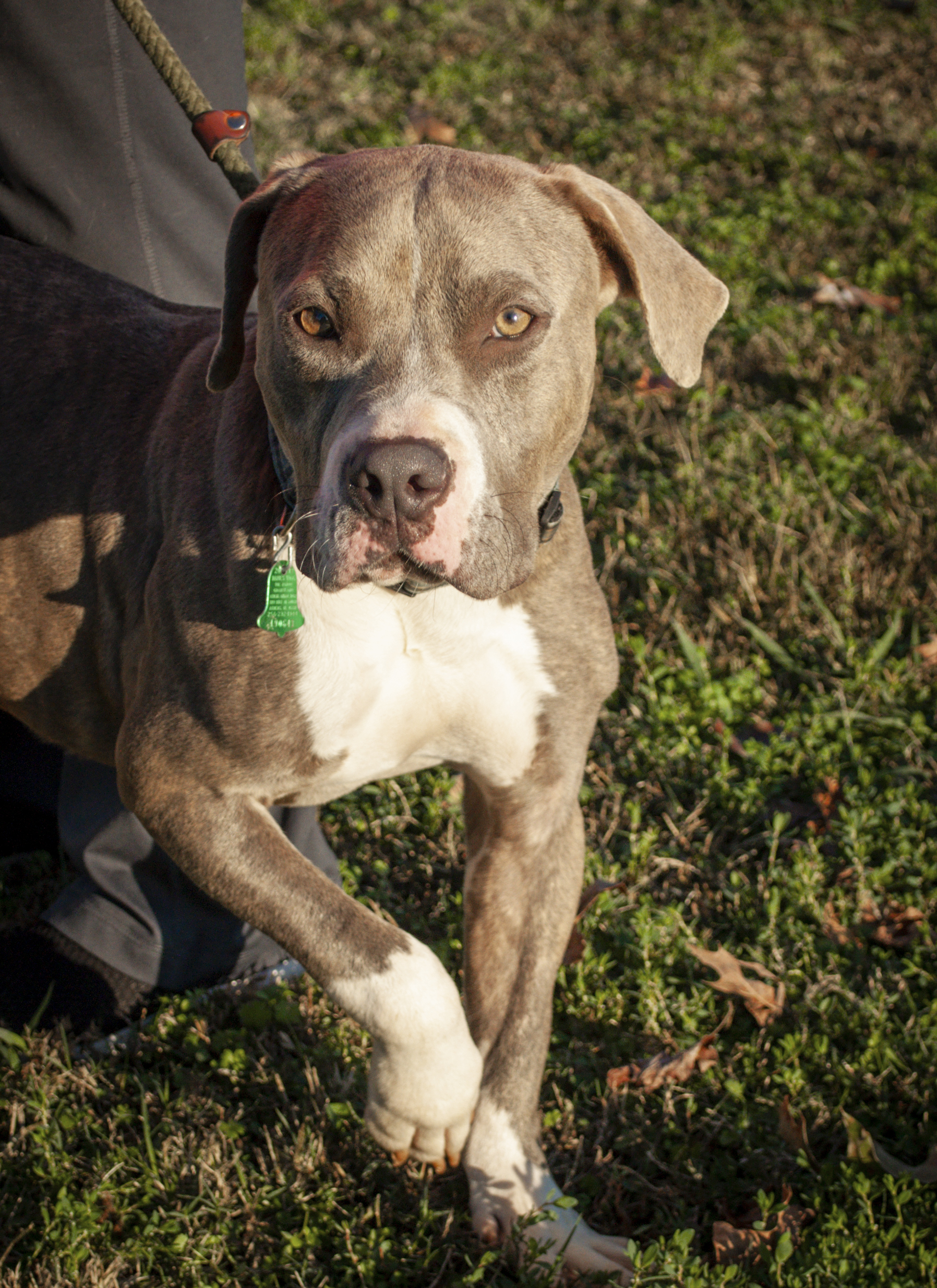 Swift, an adoptable Pit Bull Terrier in Tanner, AL, 35671 | Photo Image 6