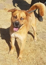 Ezra, an adoptable Golden Retriever, Husky in Oakhurst, CA, 93644 | Photo Image 1