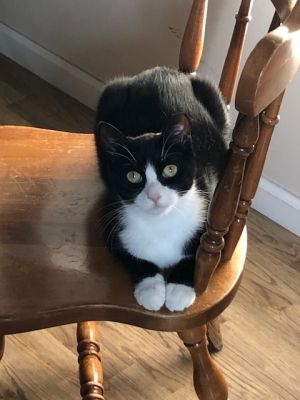 Cookie, Adult Female unknown