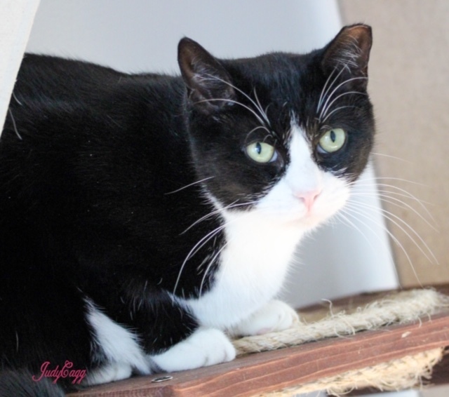 Cookie, an adoptable Domestic Short Hair in Bensalem, PA, 19020 | Photo Image 4