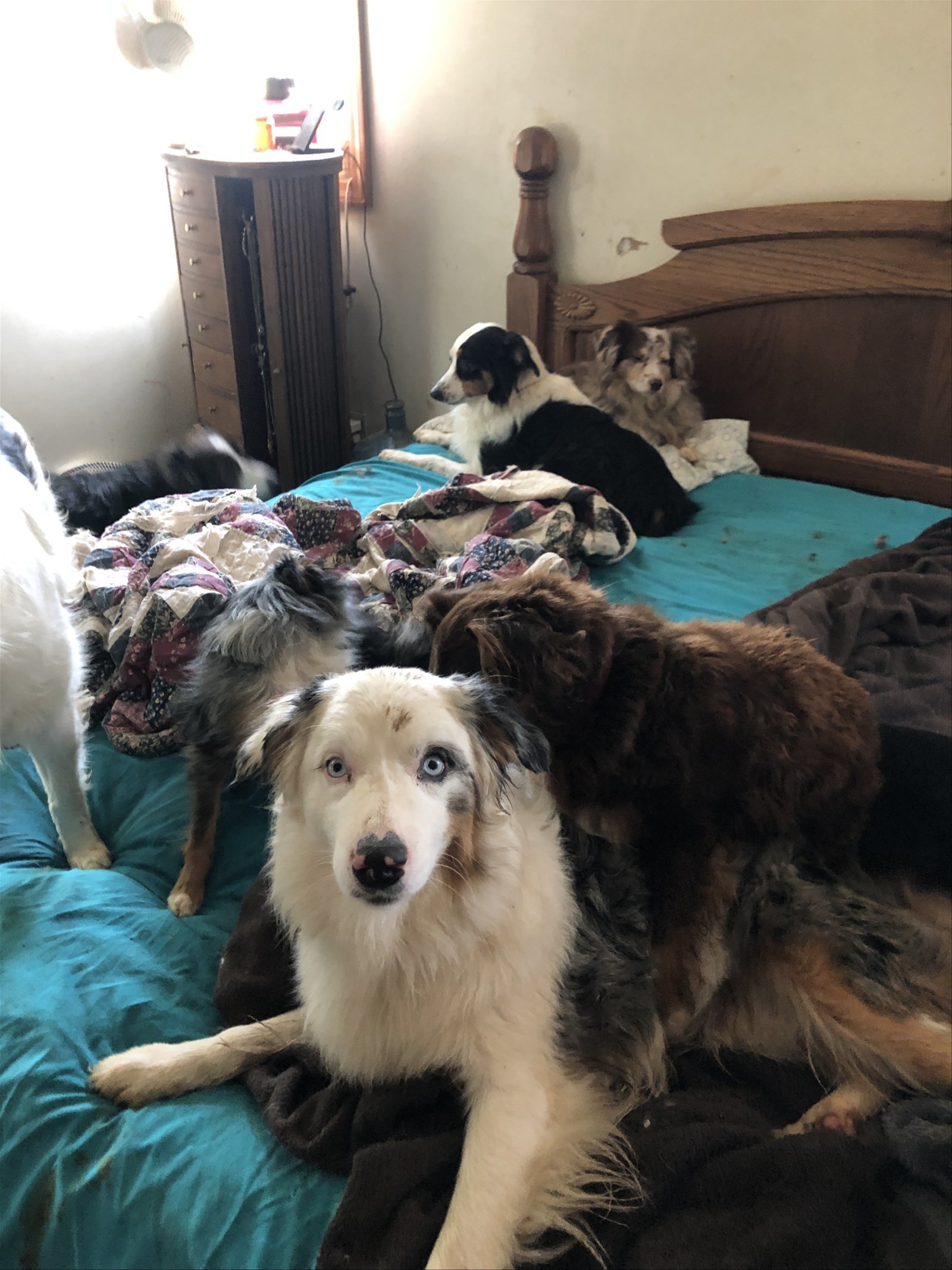 Butterball, an adoptable Australian Shepherd in Parker, KS, 66072 | Photo Image 1