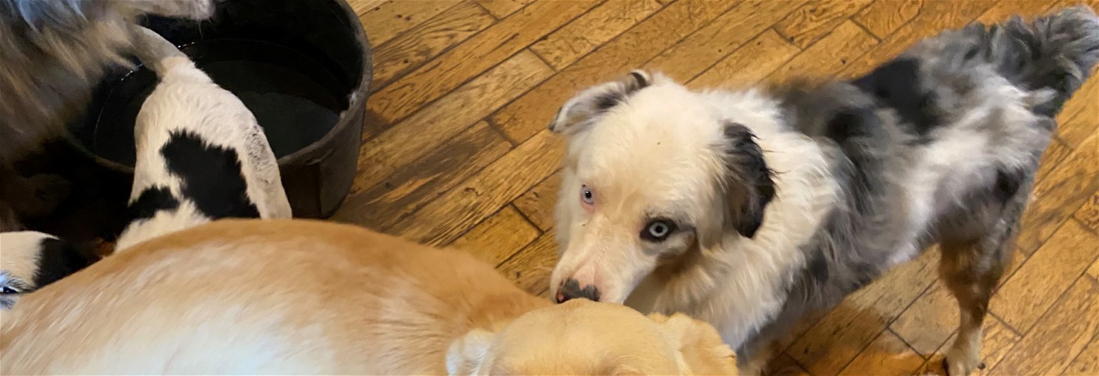 Butterball, an adoptable Australian Shepherd in Parker, KS, 66072 | Photo Image 2