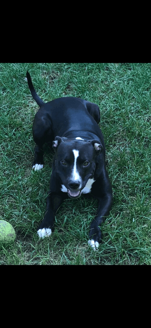 5227 Gizmo, an adoptable Pit Bull Terrier in Springfield, MO, 65810 | Photo Image 5