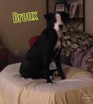 Bronx 1