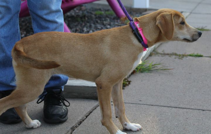 Dog For Adoption Camille A Mountain Cur Mix In Hayward - mountain cur puppies for sale in wisconsin