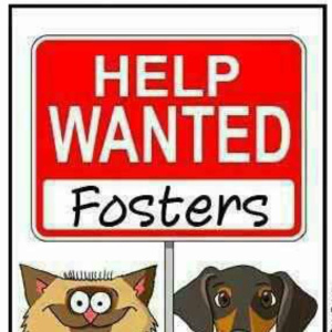 Foster Homes Needed, an adoptable Mixed Breed in Anaheim, CA, 92807 | Photo Image 1