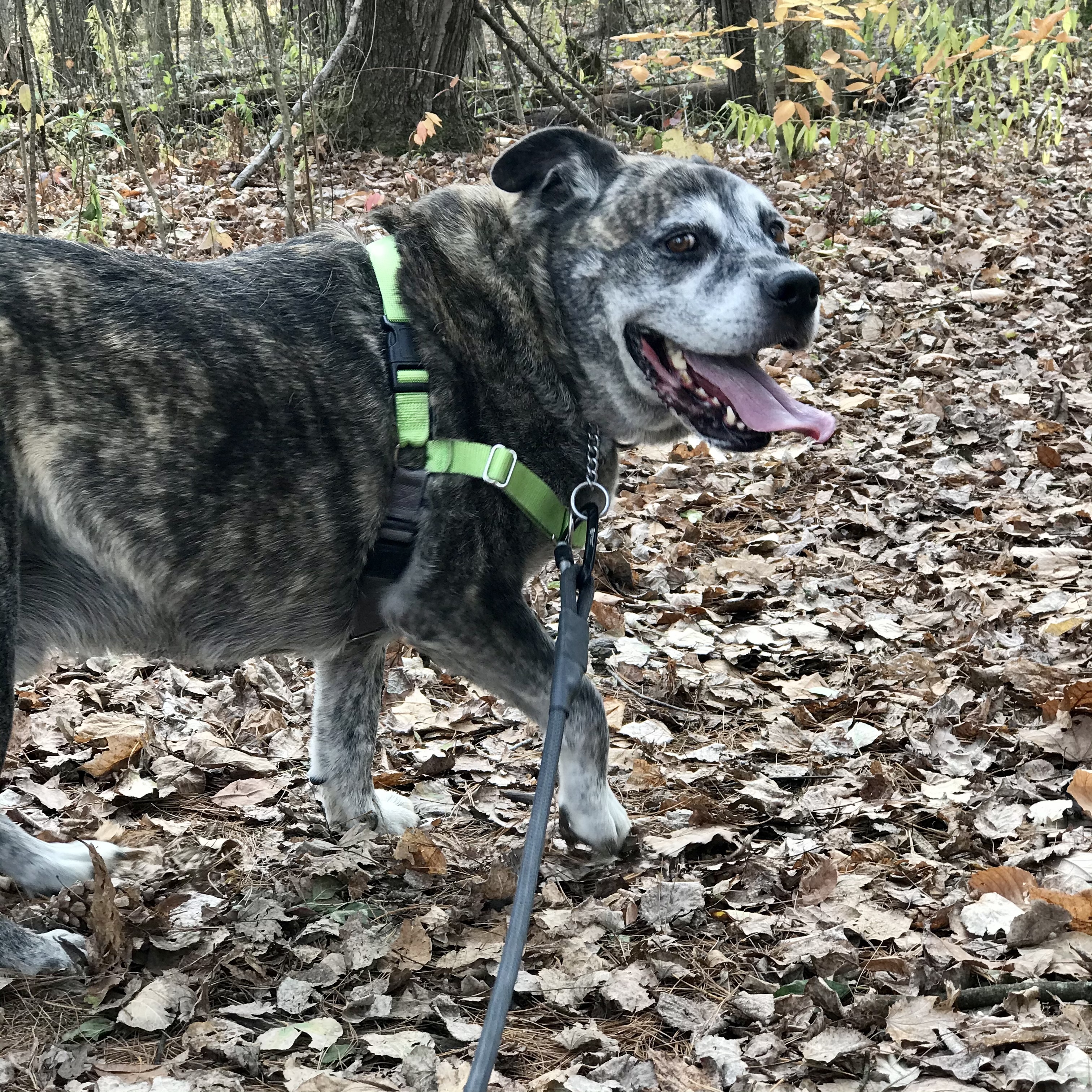 Ollie, an adoptable Mixed Breed in Troy, NY, 12180 | Photo Image 2