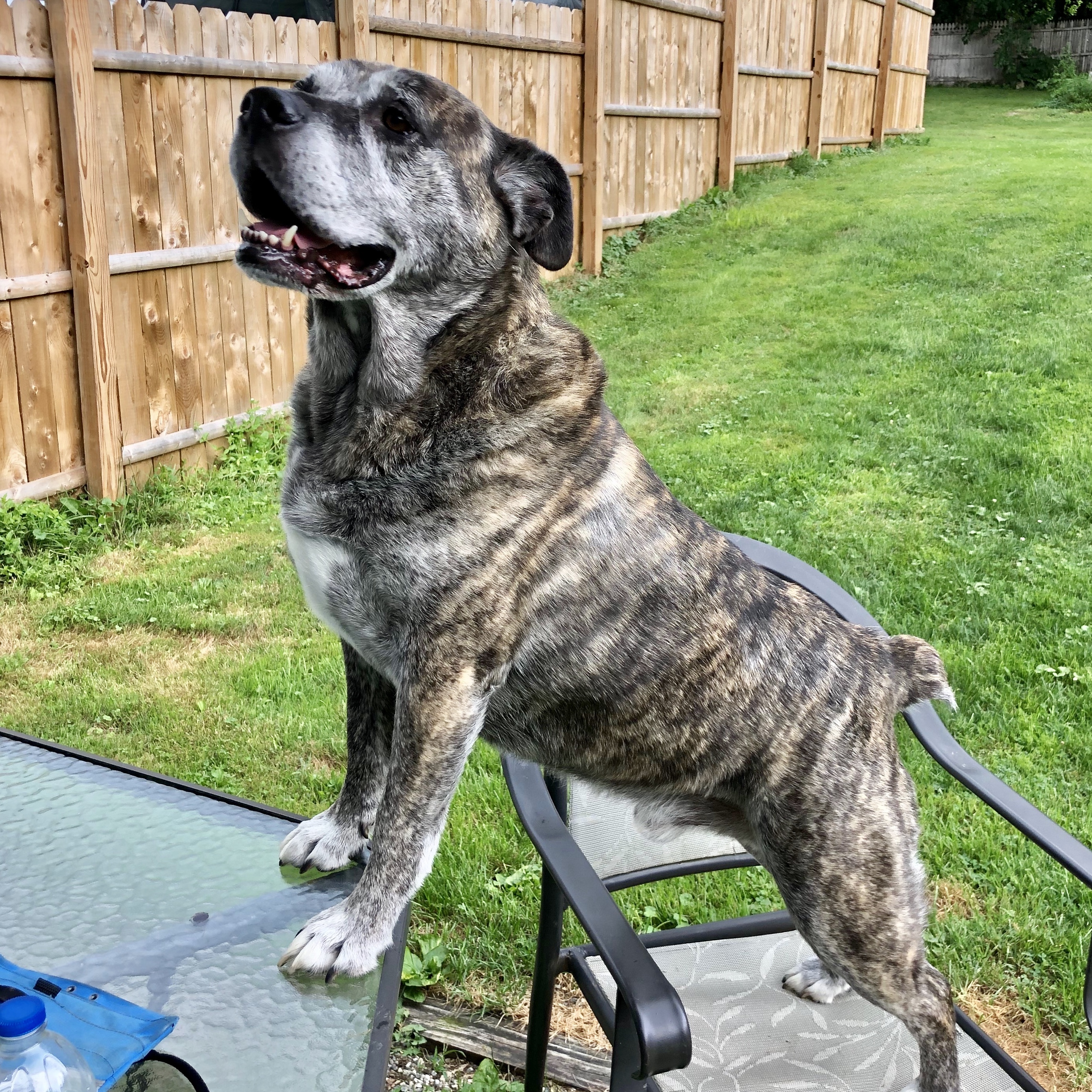 Ollie, an adoptable Mixed Breed in Troy, NY, 12180 | Photo Image 3