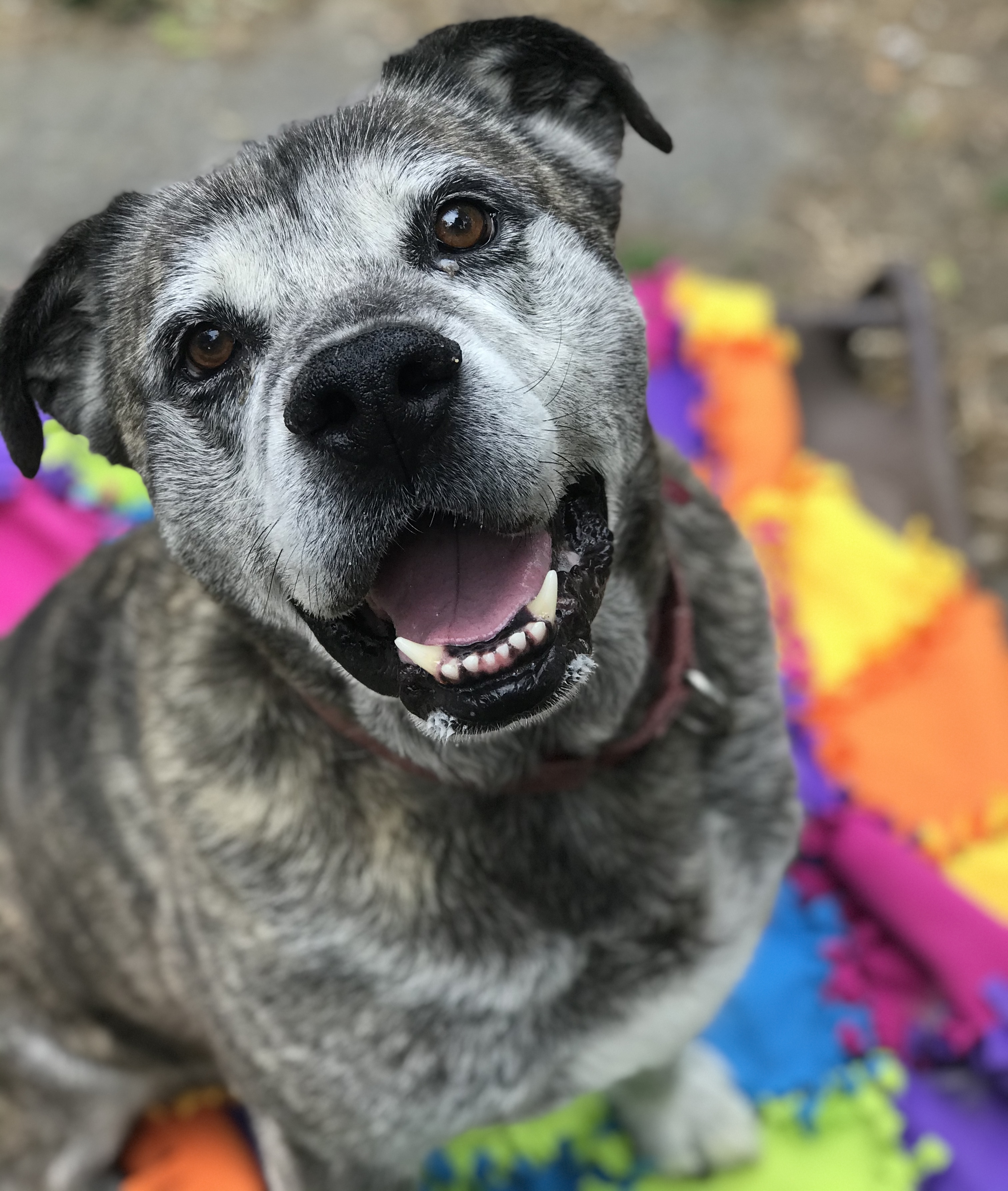 Ollie, an adoptable Mixed Breed in Troy, NY, 12180 | Photo Image 1