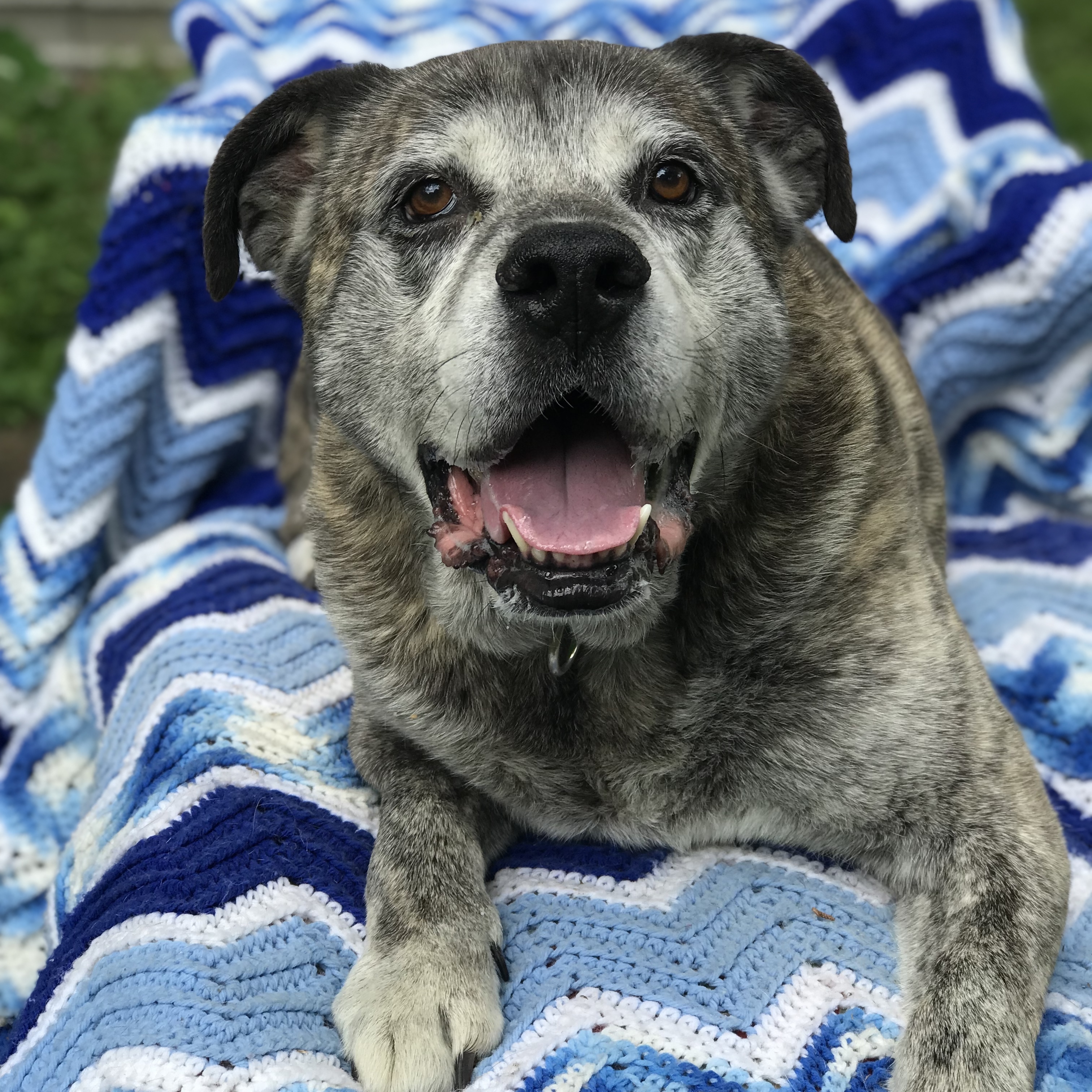 Ollie, an adoptable Mixed Breed in Troy, NY, 12180 | Photo Image 5