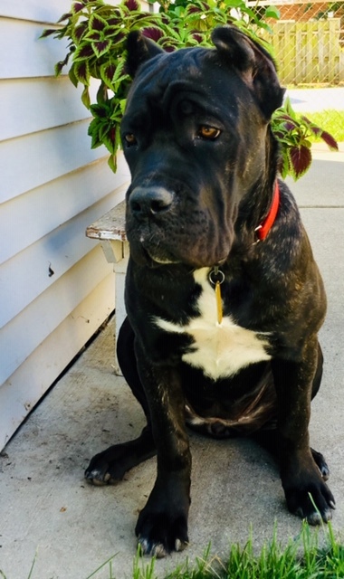 Dog For Adoption Magic A Cane Corso In Belleville Mi