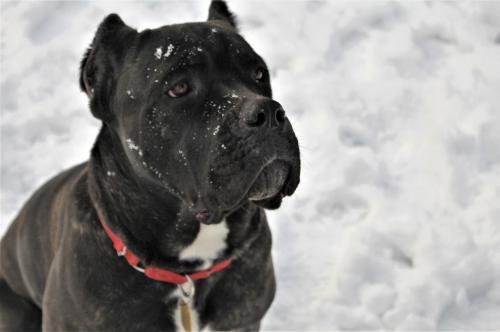 Dog For Adoption Magic A Cane Corso In Belleville Mi