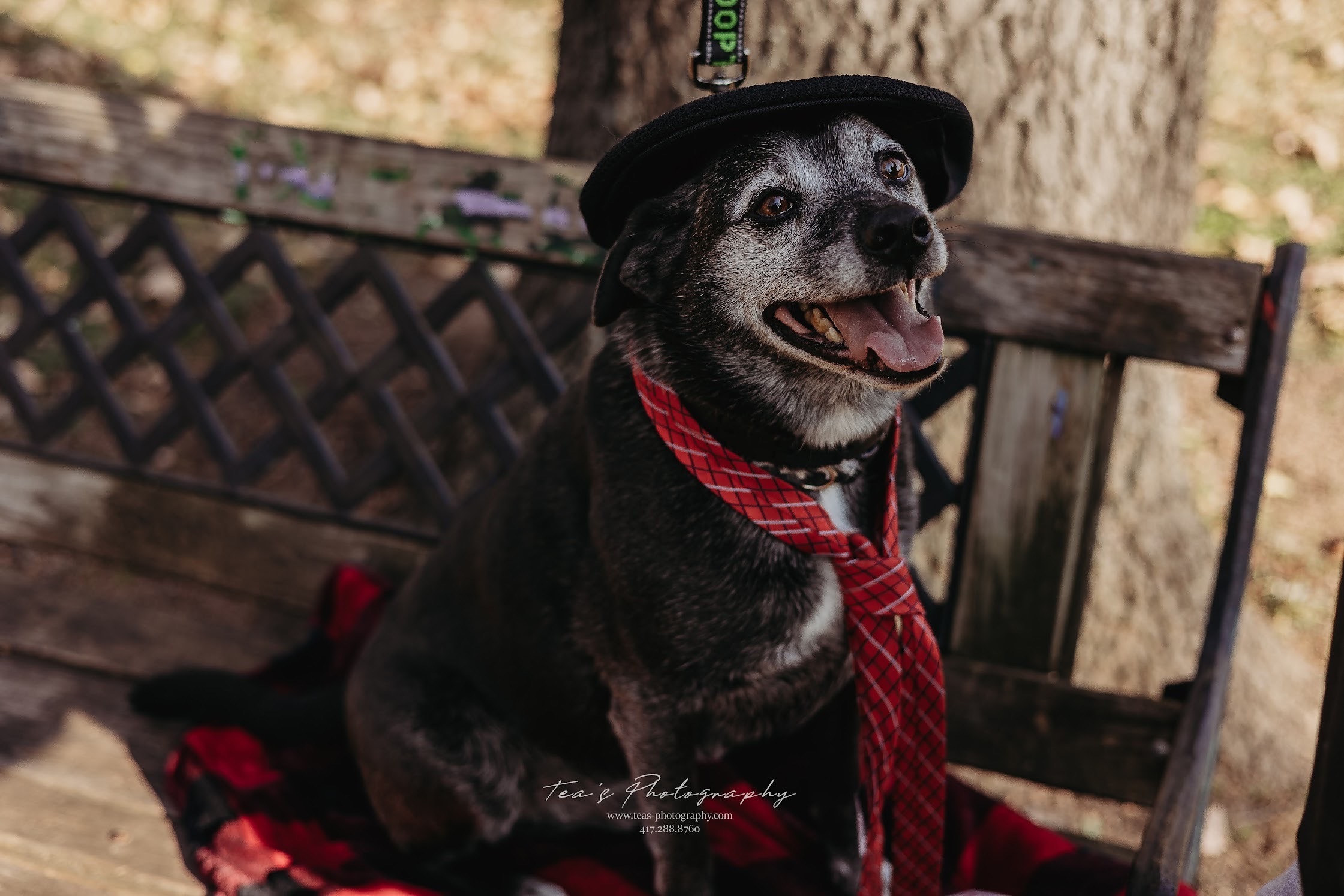 Brutus, an adoptable Pug, Beagle in Springfield, MO, 65804 | Photo Image 2