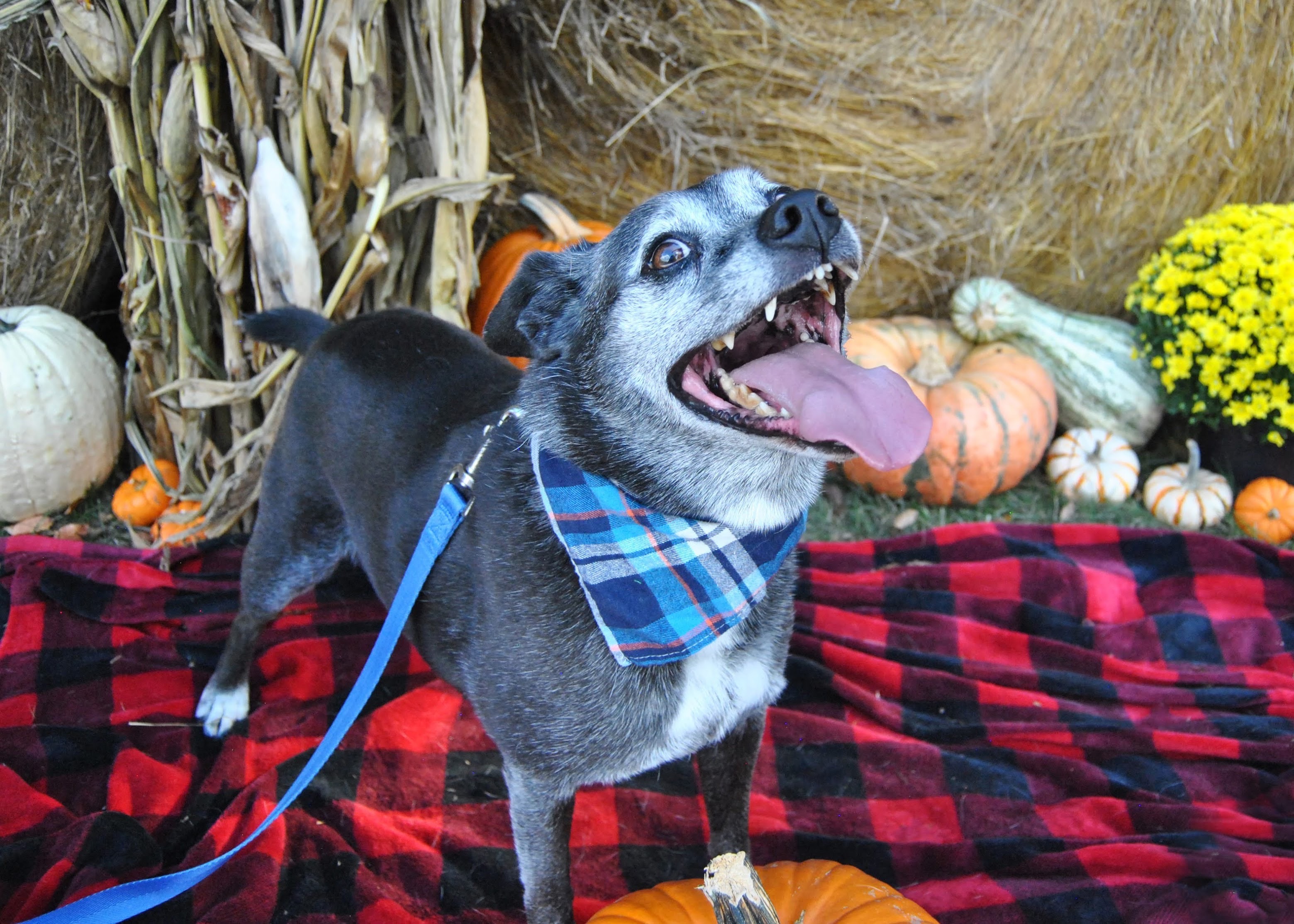 Brutus, an adoptable Pug, Beagle in Springfield, MO, 65804 | Photo Image 3