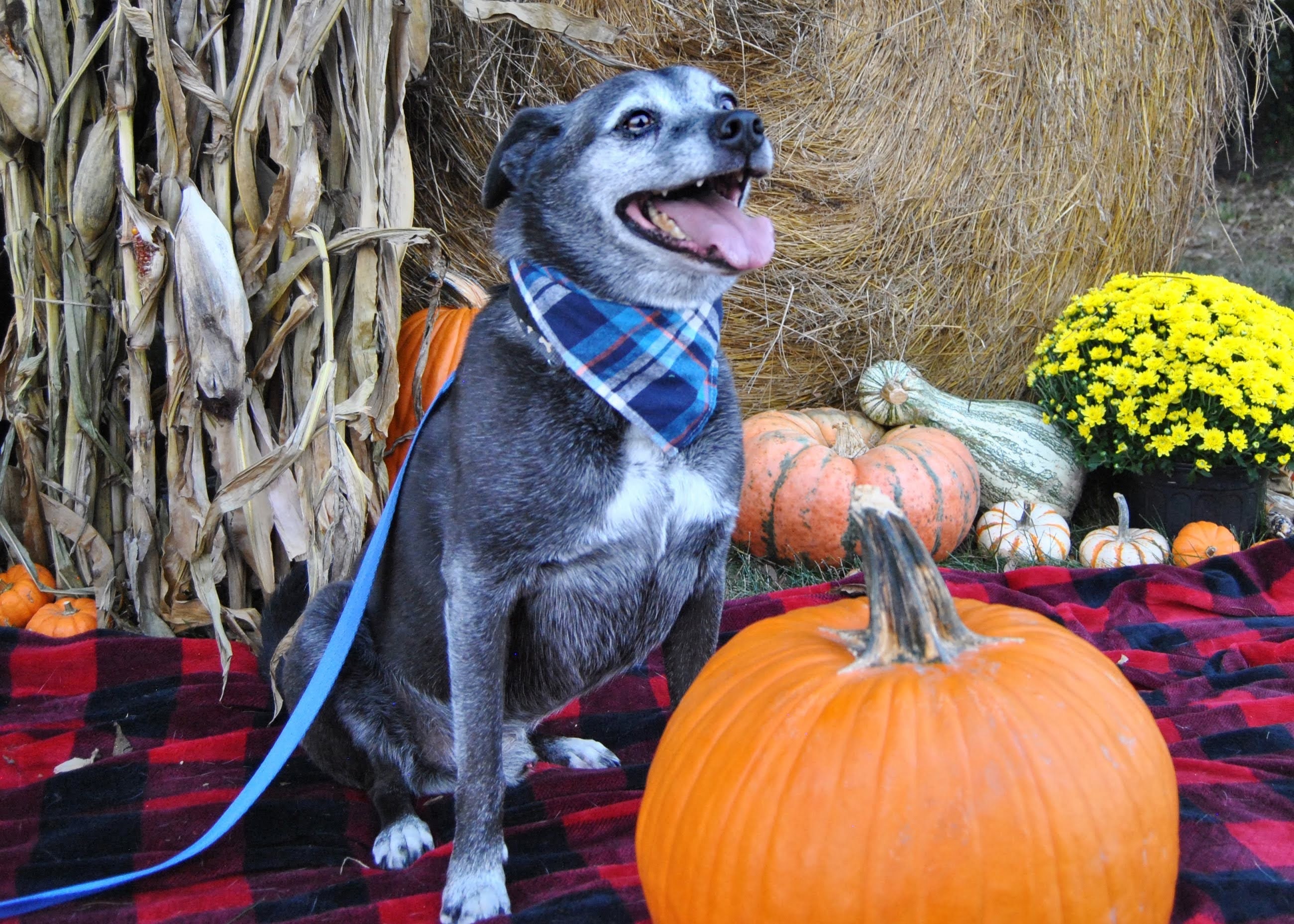 Brutus, an adoptable Pug, Beagle in Springfield, MO, 65804 | Photo Image 4