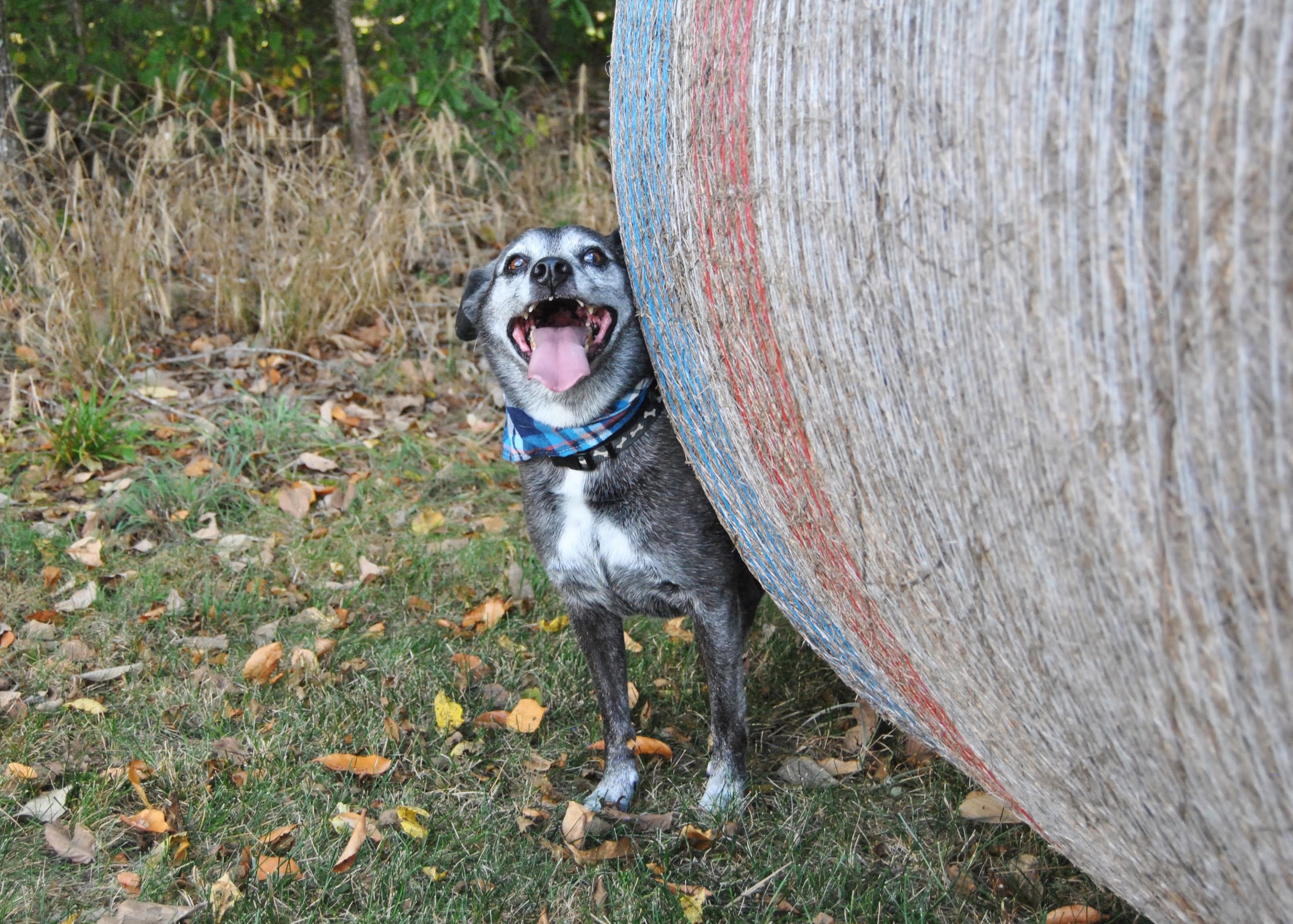Brutus, an adoptable Pug, Beagle in Springfield, MO, 65804 | Photo Image 5