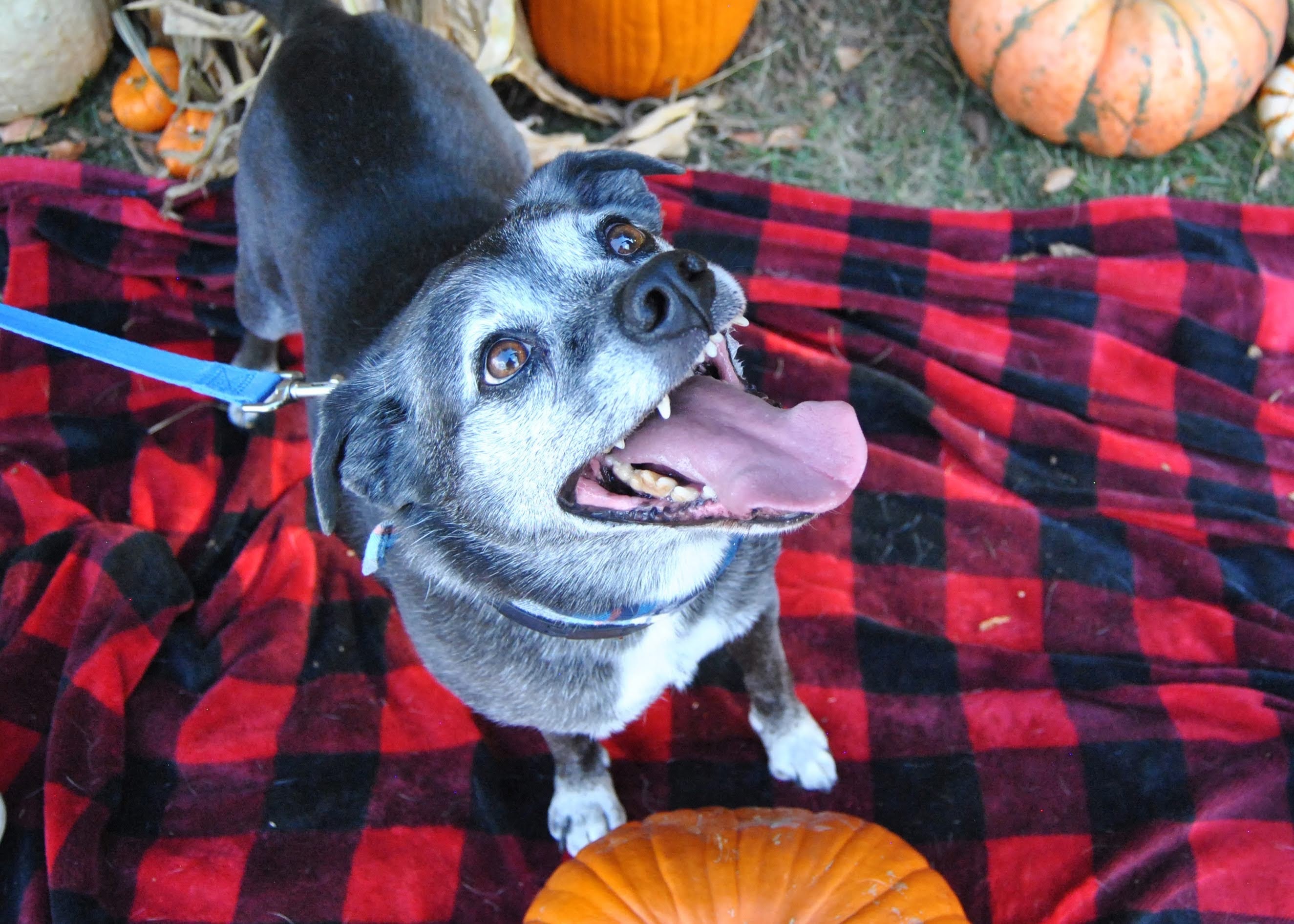 Brutus, an adoptable Pug, Beagle in Springfield, MO, 65804 | Photo Image 6