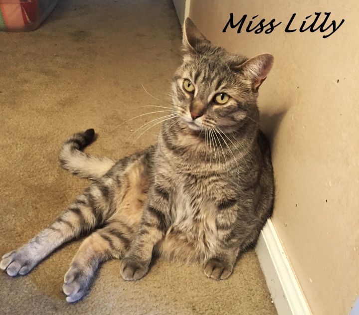 Miss Lilly 1
