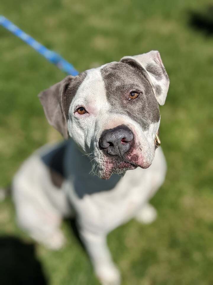 Dude, an adoptable American Bulldog in Littleton, CO, 80126 | Photo Image 1