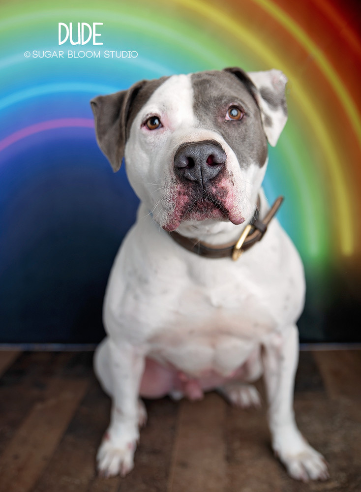 Dude, an adoptable American Bulldog in Littleton, CO, 80126 | Photo Image 1