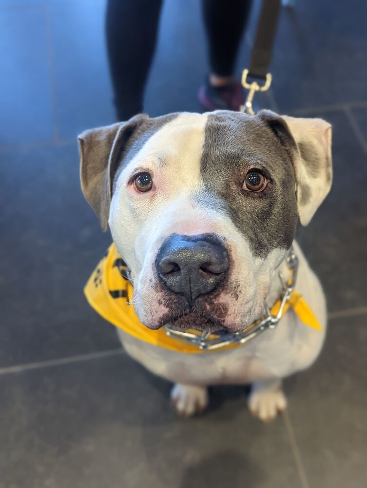 Dude, an adoptable American Bulldog in Littleton, CO, 80126 | Photo Image 2