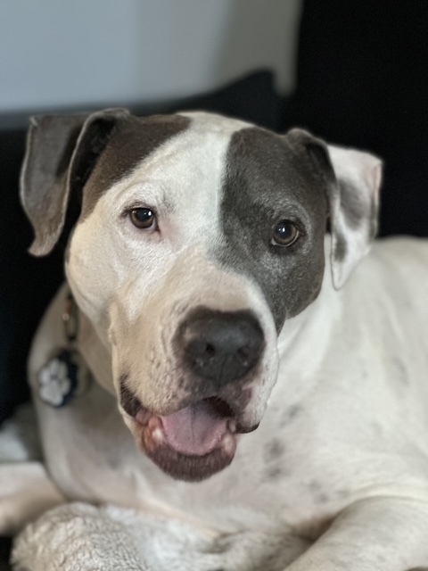 Dude, an adoptable American Bulldog in Littleton, CO, 80126 | Photo Image 2