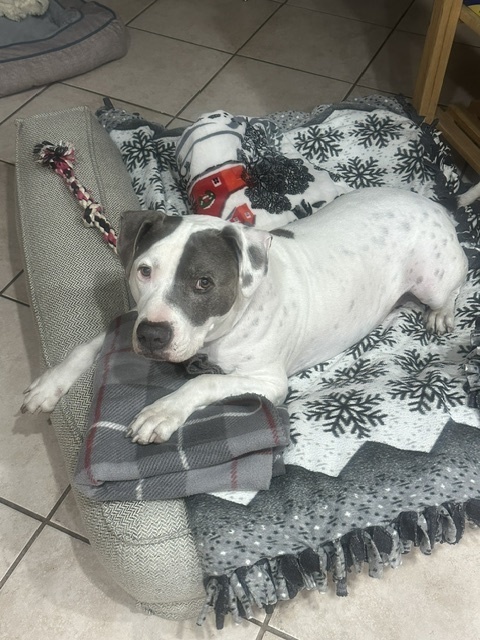 Dude, an adoptable American Bulldog in Littleton, CO, 80126 | Photo Image 3