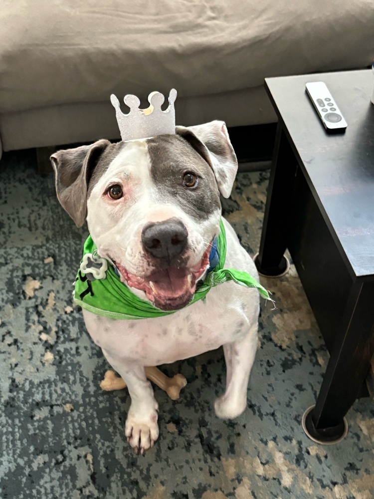 Dude, an adoptable American Bulldog in Littleton, CO, 80126 | Photo Image 4