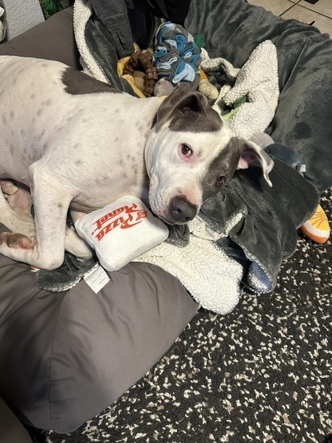 Dude, an adoptable American Bulldog in Littleton, CO, 80126 | Photo Image 4