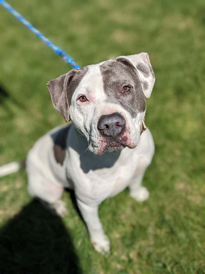 Dude, an adoptable American Bulldog in Littleton, CO, 80126 | Photo Image 5